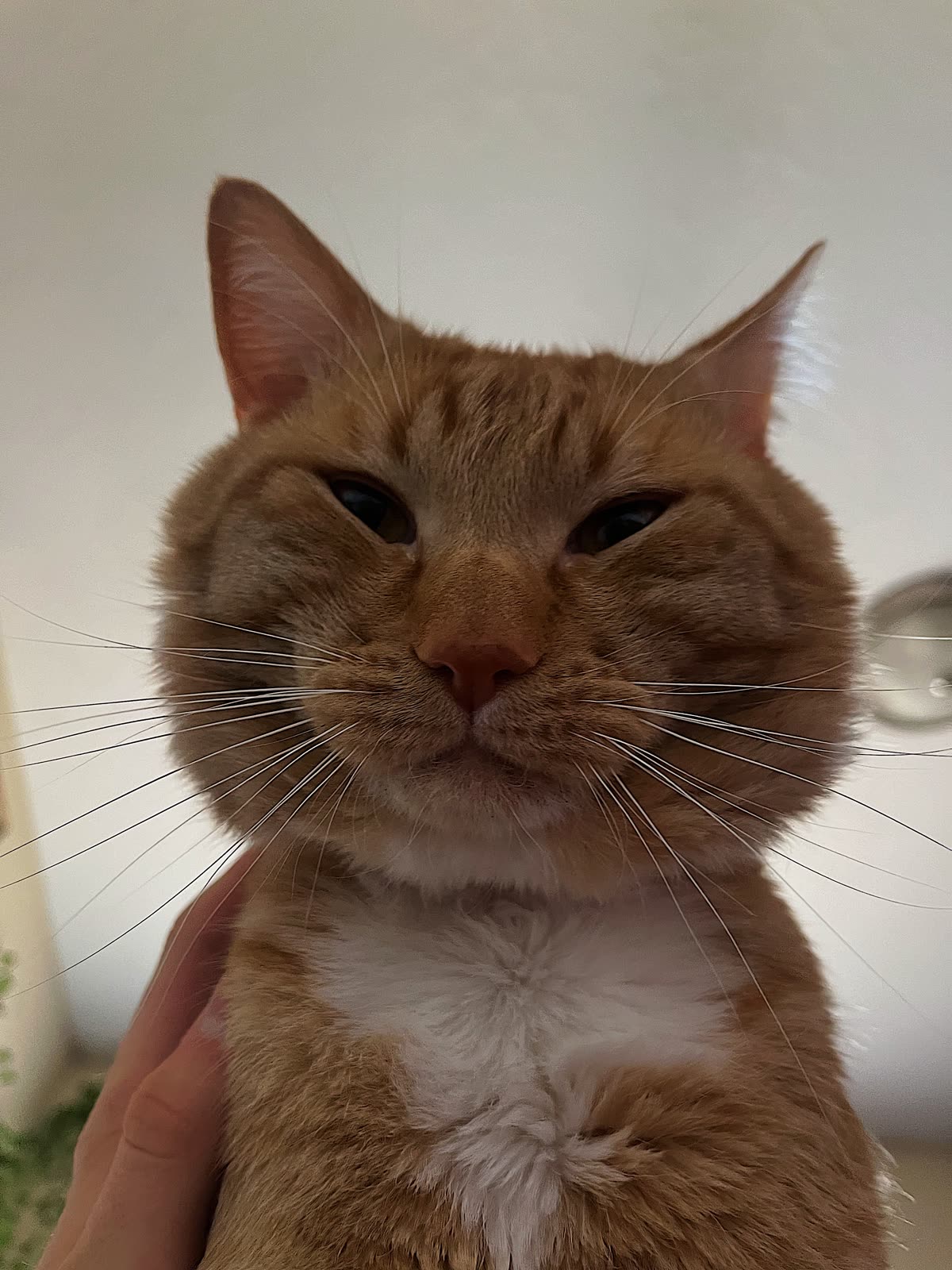 Calcifer, Melodi's orange cat, staring down the camera